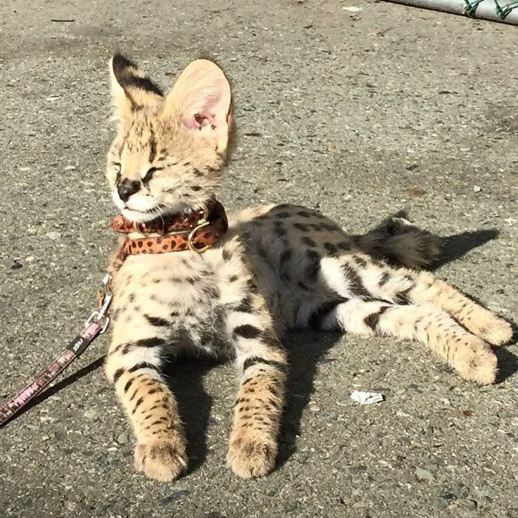 this shit too bright man