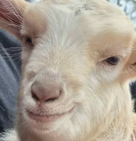 コピー エロ 🐇🐴🔞 COMMS CLOSED tweet media