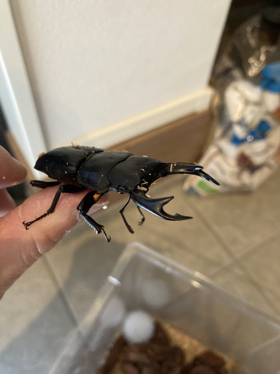 小学生から憧れてたオオクワガタをついにお迎えしました！！
息子っちと大切に育てます😄