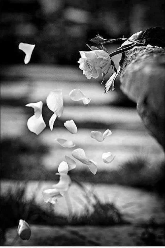 E por falar em saudade
Onde anda você?
Onde anda os seus olhos
Que a gente não vê
Onde anda esse corpo?
Que me deixou morto
De tanto prazer.....

Vinícius de Moraes 🌹🎩

<a href="/oamor_cura/">O amor Cura</a>