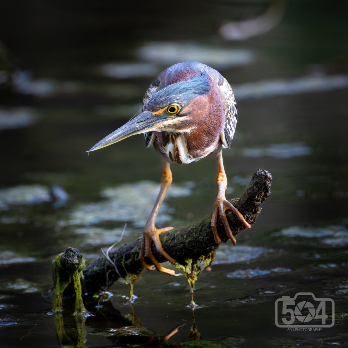 Dan_5DotOh's tweet photo. Normally, when I find a Green Heron, they look like cute little footballs chilling on a branch (see pinned profile post).  
This one was a bit active, and I think he was stalking the waters for his next meal.
Look at those feet!

Location: @NOLACityPark 

For more pics:
IG: @ 504tography
Web: https://t.co/vt4upX1FLi