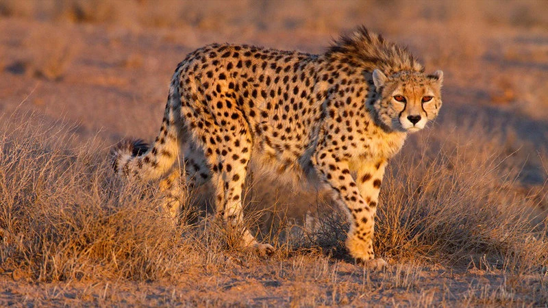 ad_hominem_pro's tweet photo. Iran is home to the last remaining Asiatic cheetahs. There are fewer than 50 left. It's uncertain if they will survive the current war. They belong to the same species as the African cheetah (Acinonyx jubatus) and rewilding efforts in other parts of Asia use African cheetahs. https://t.co/bTZDqyigWJ