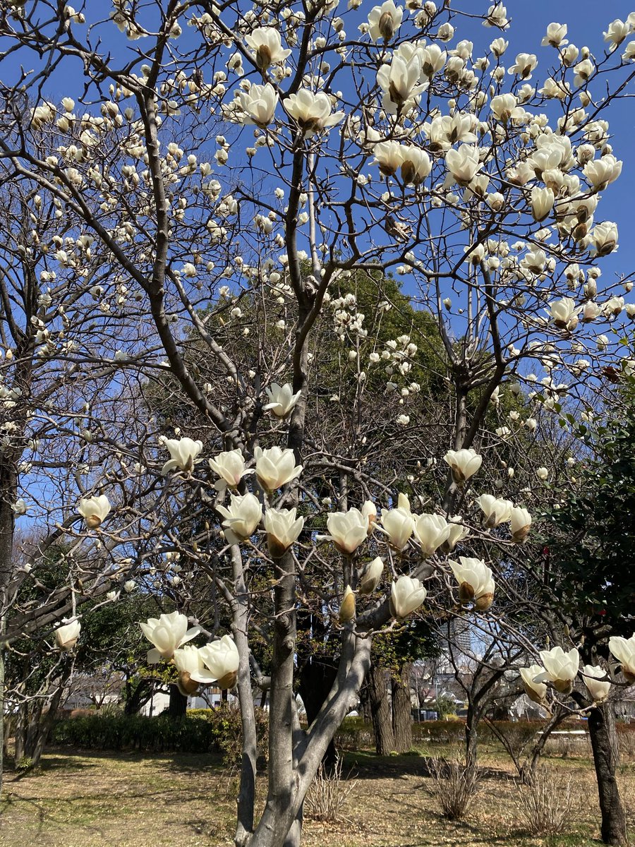 dogrun100's tweet photo. #武蔵国分寺公園

木蓮見頃
散歩日和🐕 https://t.co/39eLfbuNSP