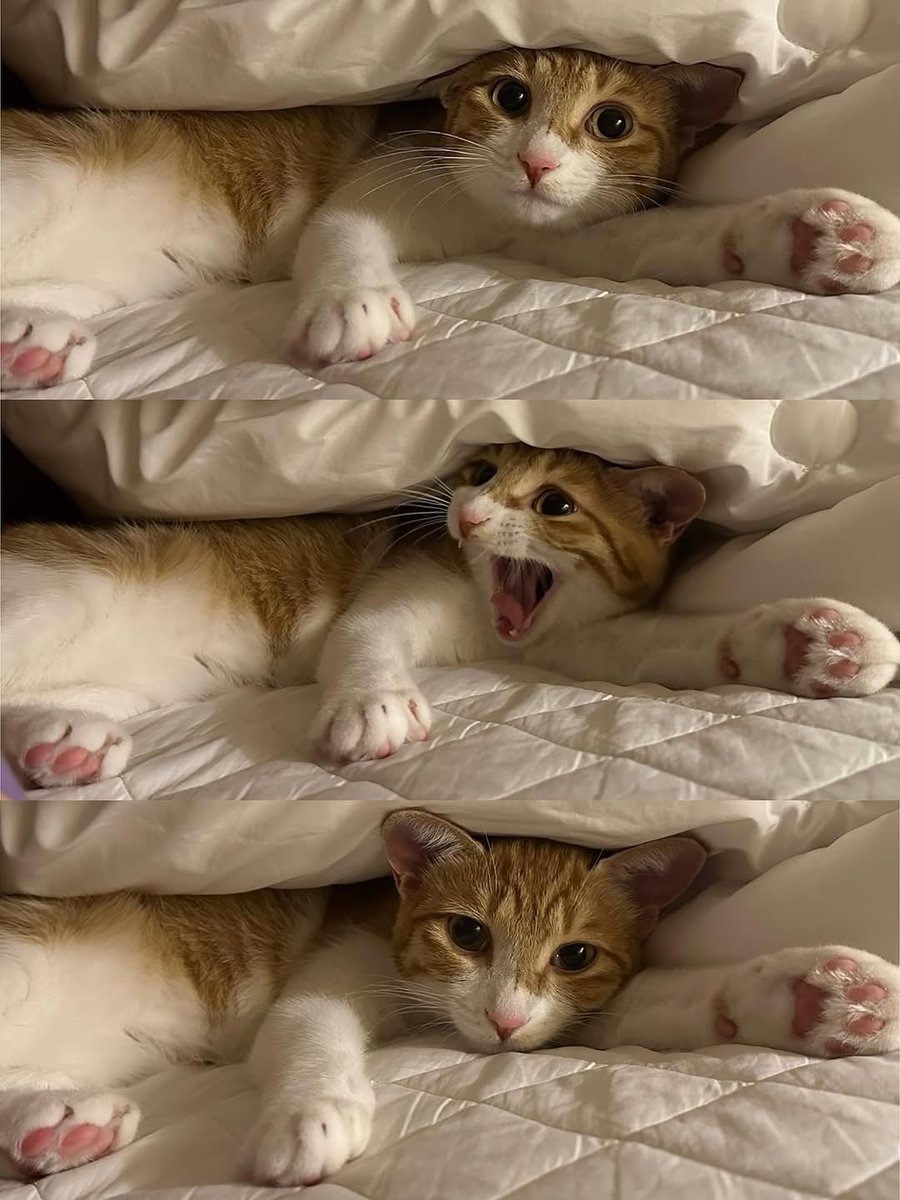 smol silly cat tweet media