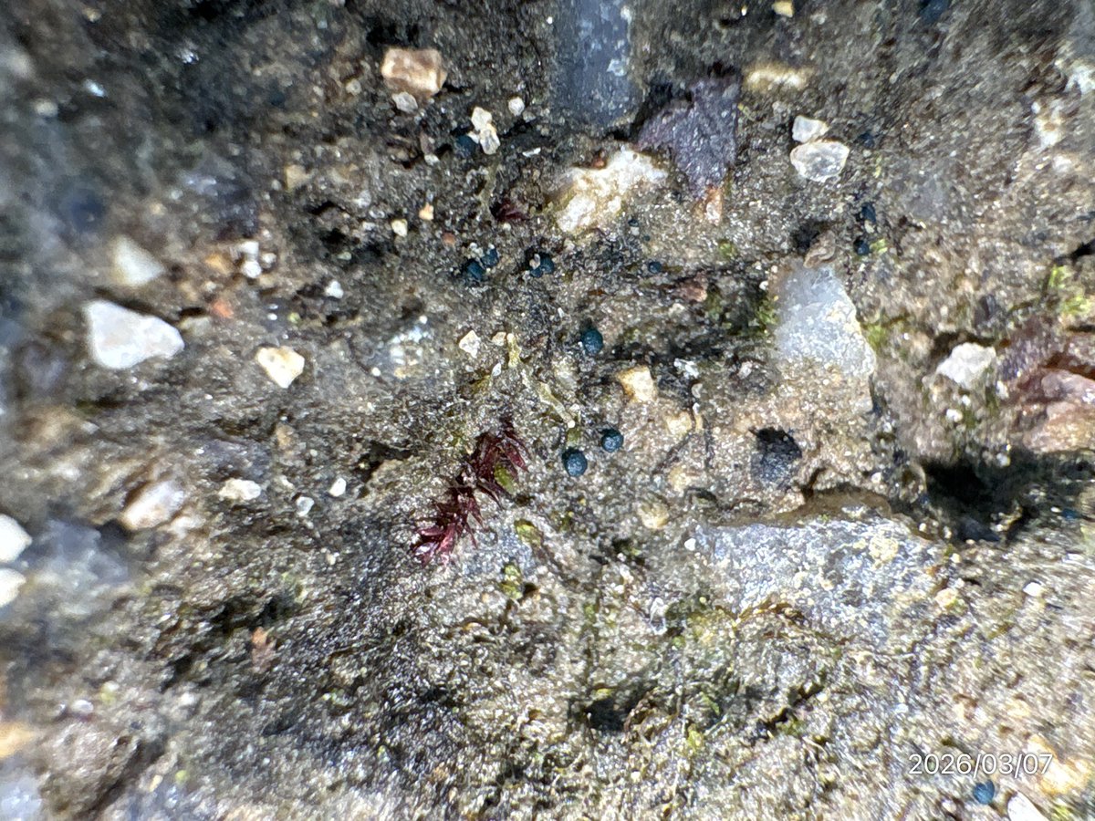 ミドリコケビョウタケブームが来ている気がするので参考に環境写真を(赤丸のあたり)

一度見つけて感覚を掴めるとあちこちで見つけられるように

初発見に4年かかったのにそこからひと月足らずで6ヶ所で見つかり、今まで通り過ぎていたことが判明して笑ってます

わりと道の真ん中あたりにいるかも
