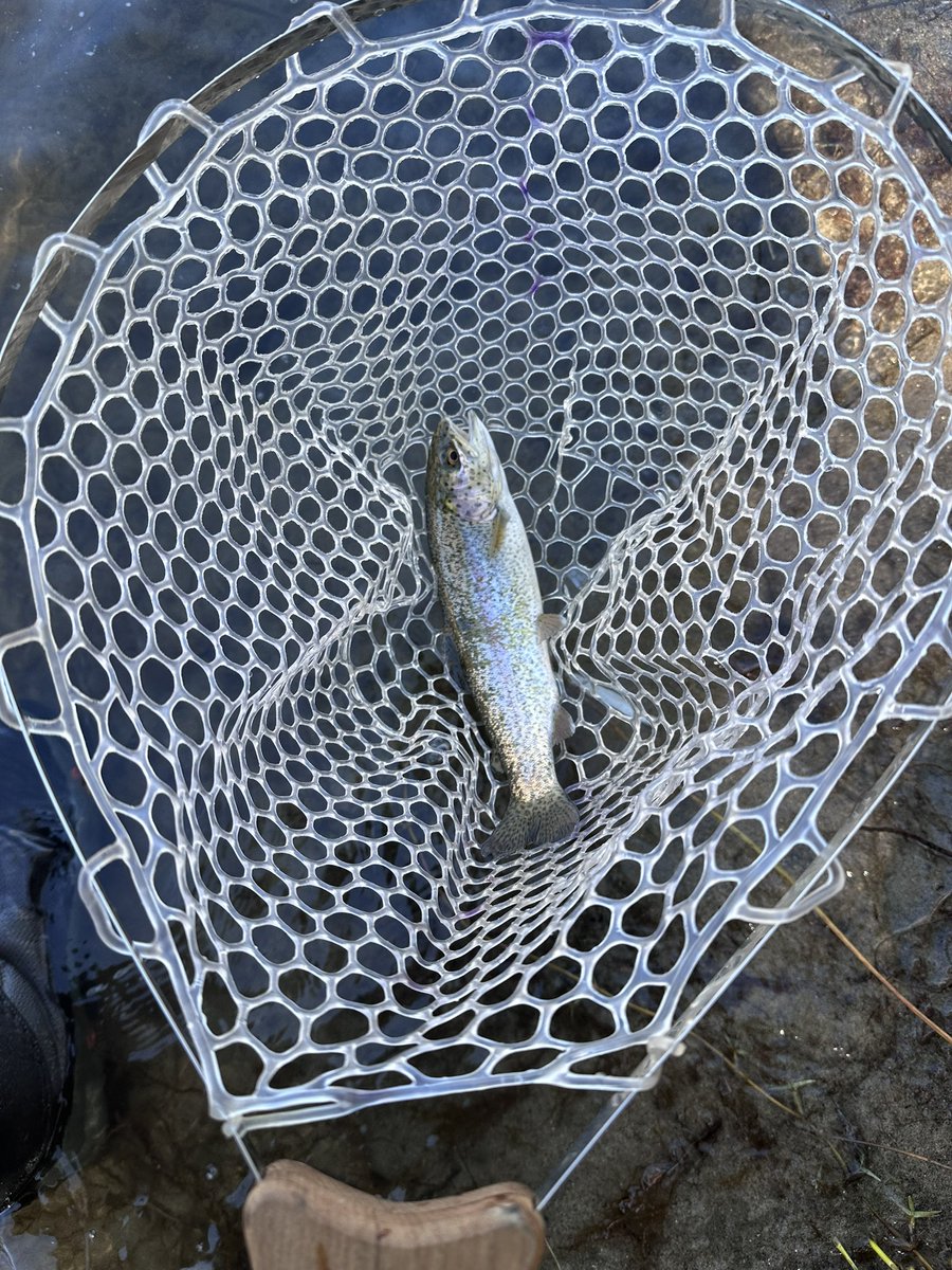 toddewiest's tweet photo. Another good day, and I even caught fish again - 3 to net and 1 long distance release ๐
#simmsfishing #troutfishing #troutbum #flyfishing #echofishing @troutbitten https://t.co/Pp69XXfHj1