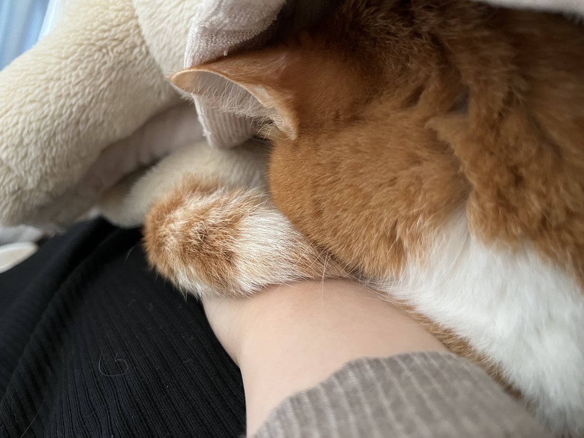 Kuro_035_'s tweet photo. 猫のそよかぜみたいな寝息が手に当たり続けて…これが幸せ… https://t.co/EX218Sdb4K