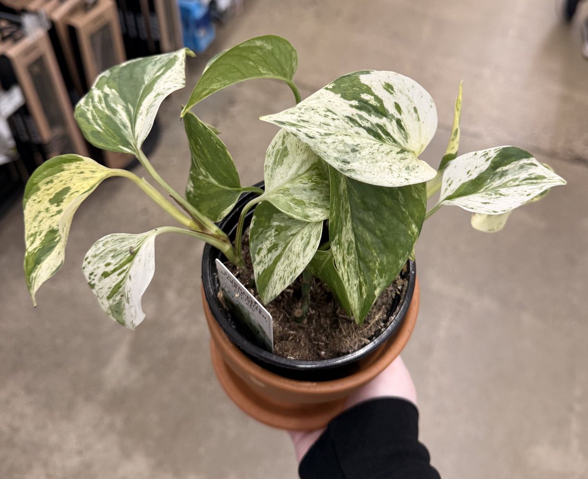 ✧ AFX ✧ tweet media