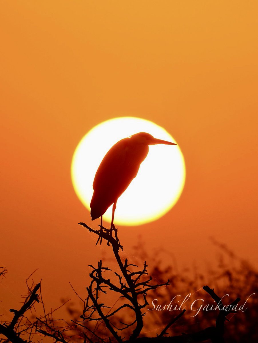 Sushil Gaikwad tweet media