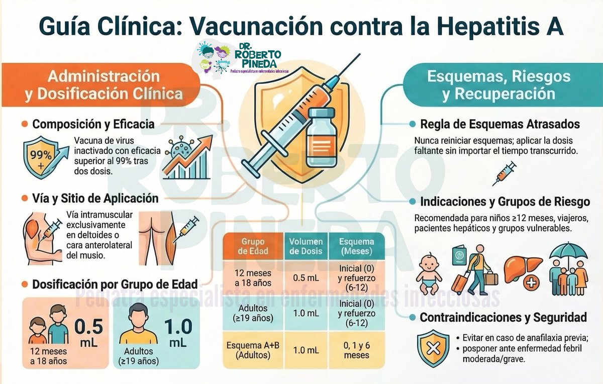 Vacuna contra la Hepatitis A

La hepatitis A es una infección viral del hígado prevenible mediante vacunación.
- Vacuna inactivada
- Eficacia >99 % tras 2 dosis
- Iniciar desde los 12 meses
- Esquema: 0 y 6–12 meses
- Vía intramuscular