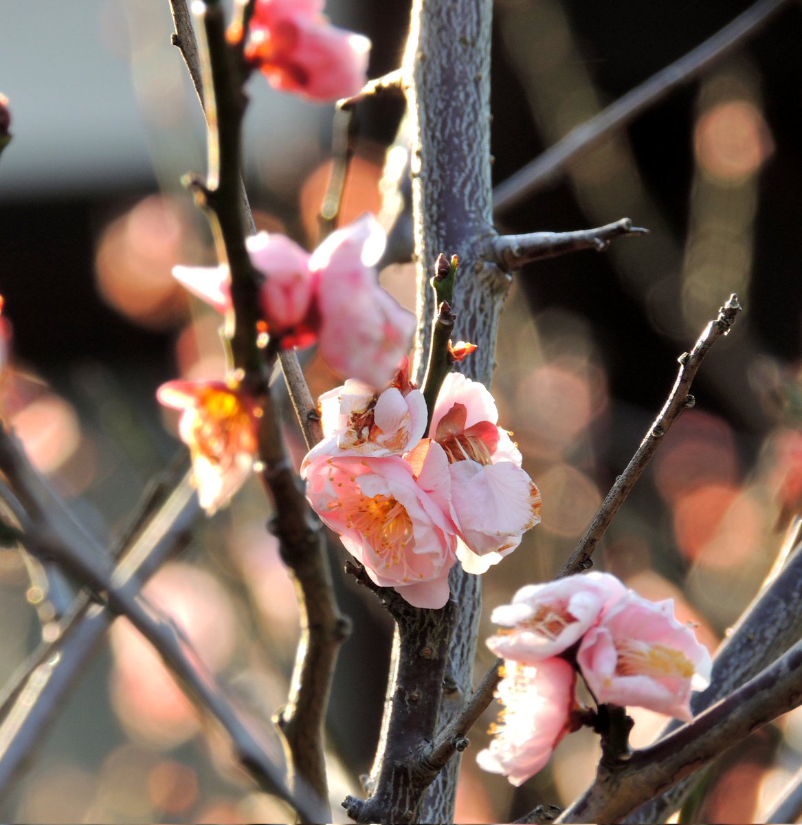 kuro_kamoac2's tweet photo. 春光に包まれる梅
Camera:Nikon P510
#梅 #梅林寺 #久留米市 #風景写真 #Nikon #coolpix #P510
#私とニコンで見た世界
#写真好きな人と繋がりたい https://t.co/dYHsmGqrkH