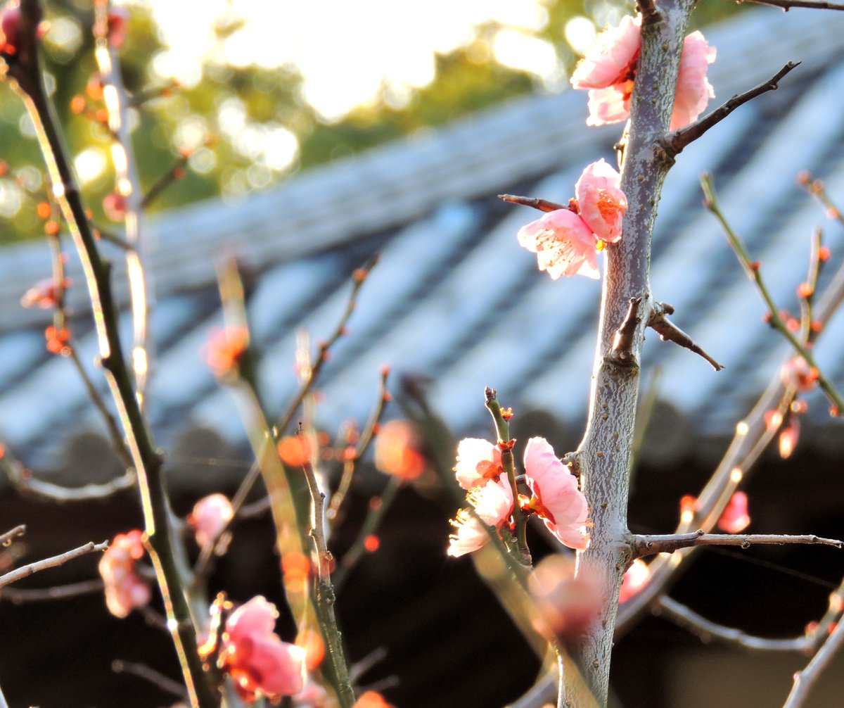 kuro_kamoac2's tweet photo. 春光に包まれる梅
Camera:Nikon P510
#梅 #梅林寺 #久留米市 #風景写真 #Nikon #coolpix #P510
#私とニコンで見た世界
#写真好きな人と繋がりたい https://t.co/dYHsmGqrkH