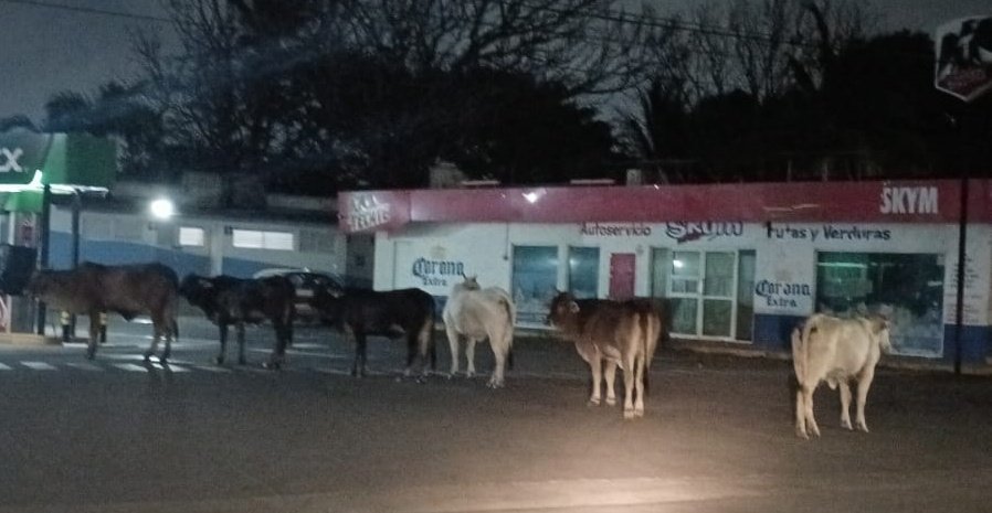 #ChismitoJarocho ¿HASTA CUÁNDO? 🚨 PRECAUCIÓN 🚨📸 7:49 pm #ReporteVial Precaución sobre la avenida Úrsulo Galván a la altura de la gasolinera hay vacas sueltas. <a href="/espejohernandez/">Rosa María Hernández Espejo🌹</a> <a href="/AyuntamientoVer/">H. Ayuntamiento de Veracruz</a> #VeracruzCiudadHeroica #Veracruz #VeracruzPuerto #Jarochos #Veracruz2026 <a href="/vialver/">El tráfico vial en Veracruz</a>