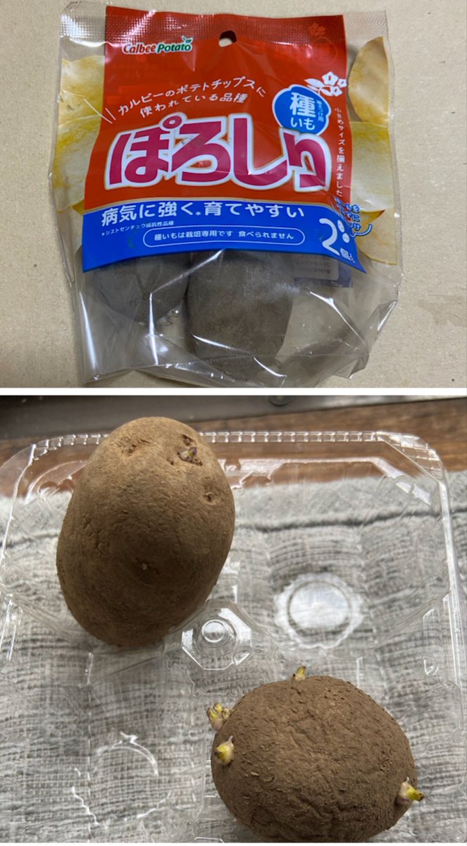 imuz's tweet photo. ぽろしり植えてみました♪
ポテトバッグ甲子園に参加したいですが、ステッカーが届いてない…
目標は収穫して自分でポテチを作ること！
まずは無事に土から芽が出ますように https://t.co/BvW7WKxT7j