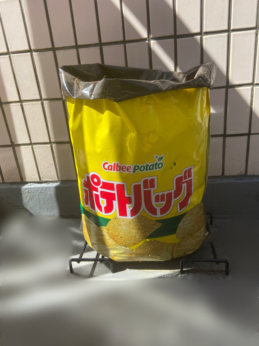 imuz's tweet photo. ぽろしり植えてみました♪
ポテトバッグ甲子園に参加したいですが、ステッカーが届いてない…
目標は収穫して自分でポテチを作ること！
まずは無事に土から芽が出ますように https://t.co/BvW7WKxT7j