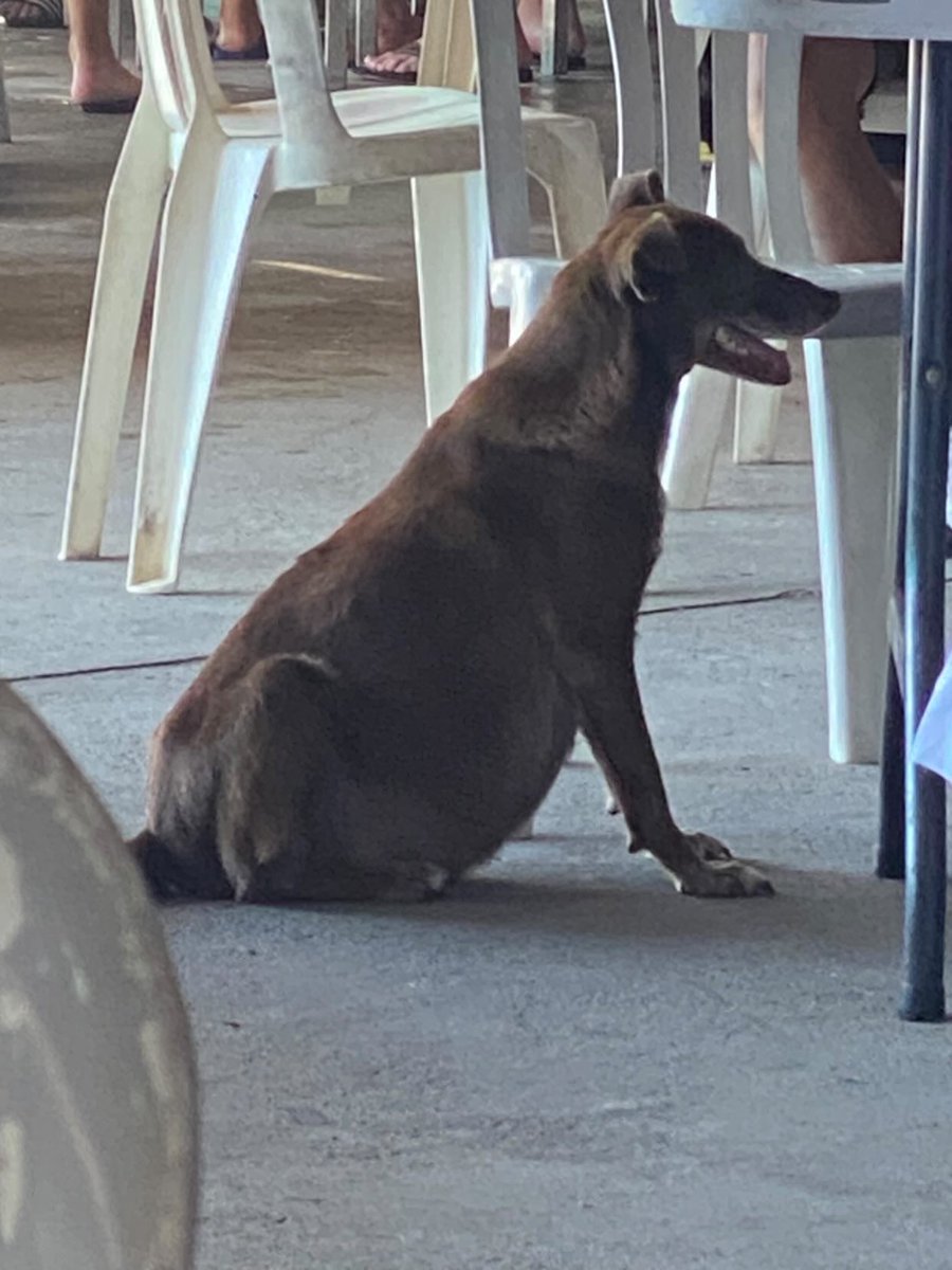 Se busca ayuda para perrita embarazada. Si da a luz en la calle, sería un completo desastre 💔

Nos envían:

“Hola, se que usted ya no da abasto con tantos casos pero nada pierdo con intentarlo, me mandan estas fotos y videos de una perrita en Playa san Marcelino se mantiene