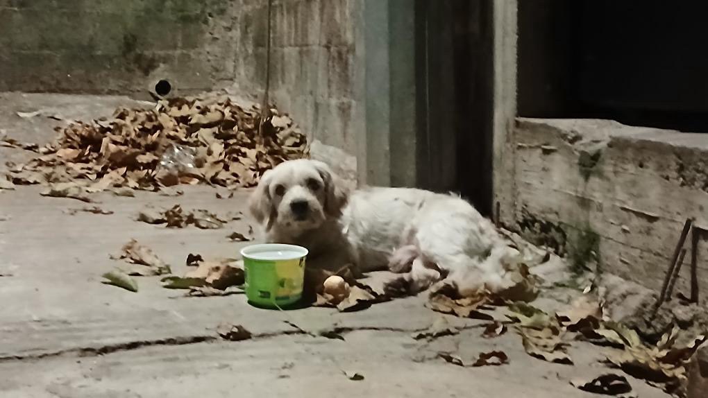 DameTuPatasv's tweet photo. Perrito perdido en San Salvador. Ayuda

Nos envían:

“Pueden publicar a este perrito, está perdido, por la prolongación 75 Av norte, pasaje carrillo” https://t.co/EXnyDBHX0H