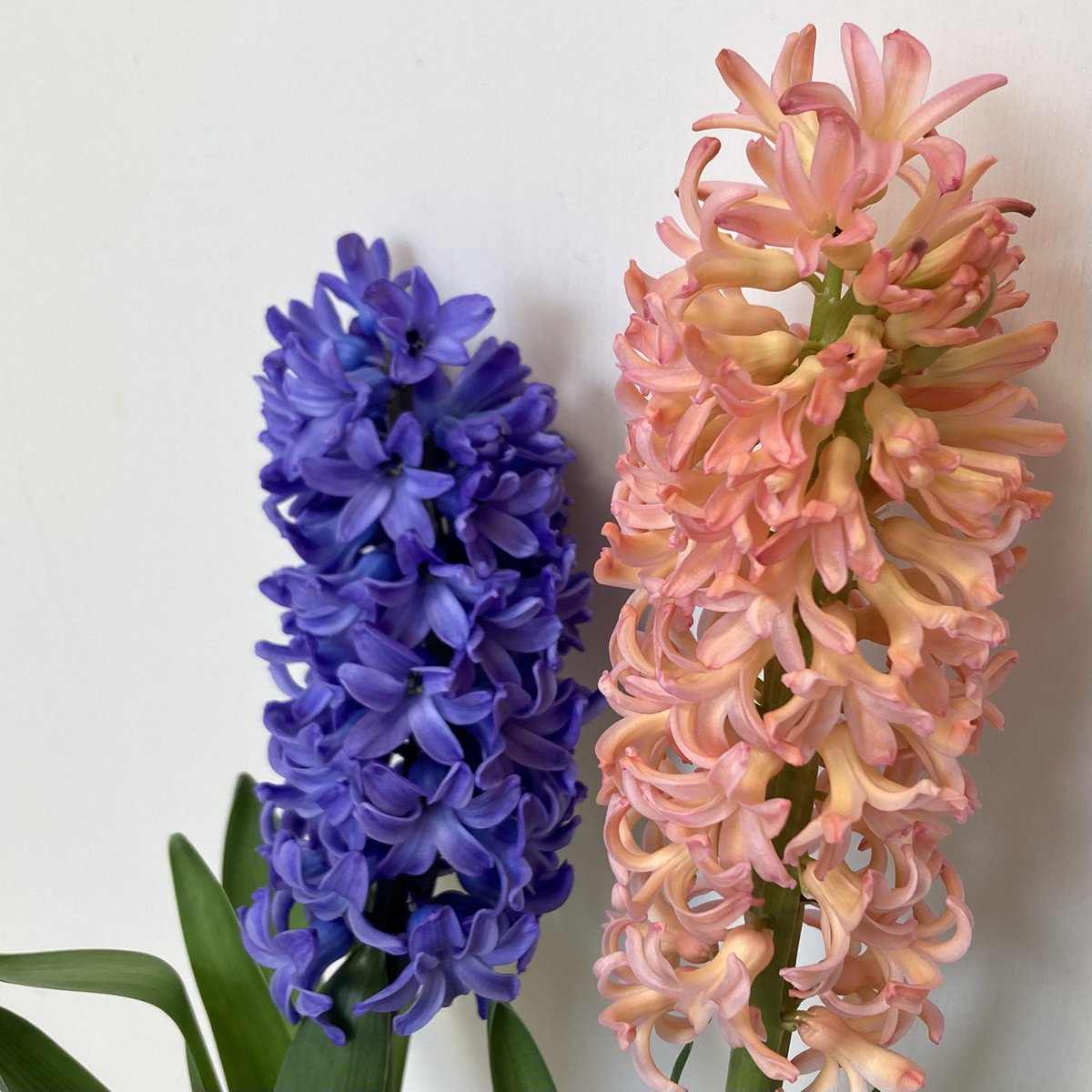 1y_03's tweet photo. ダイソーの容器で育成していたのだが、成功と言えるだろう。
先日から花の香りがすごい。

しかし花のボリュームを考えると、容器の大きさが足りない気がする。
スタンダードプロダクトの容器の方が安定したかもな。

#ヒヤシンス　#水耕栽培 https://t.co/EkEoaUbD1B