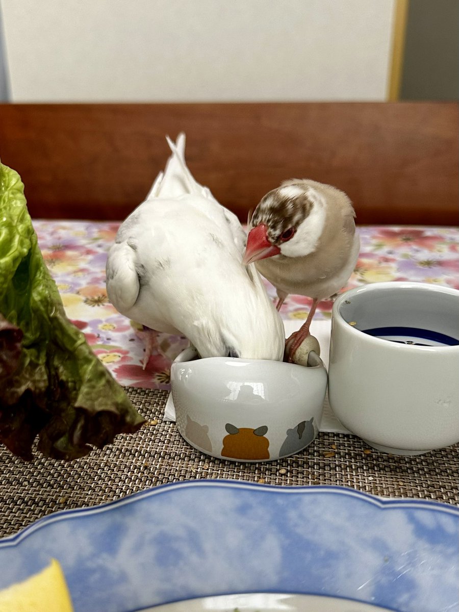 Jasmine fragrance tweet media