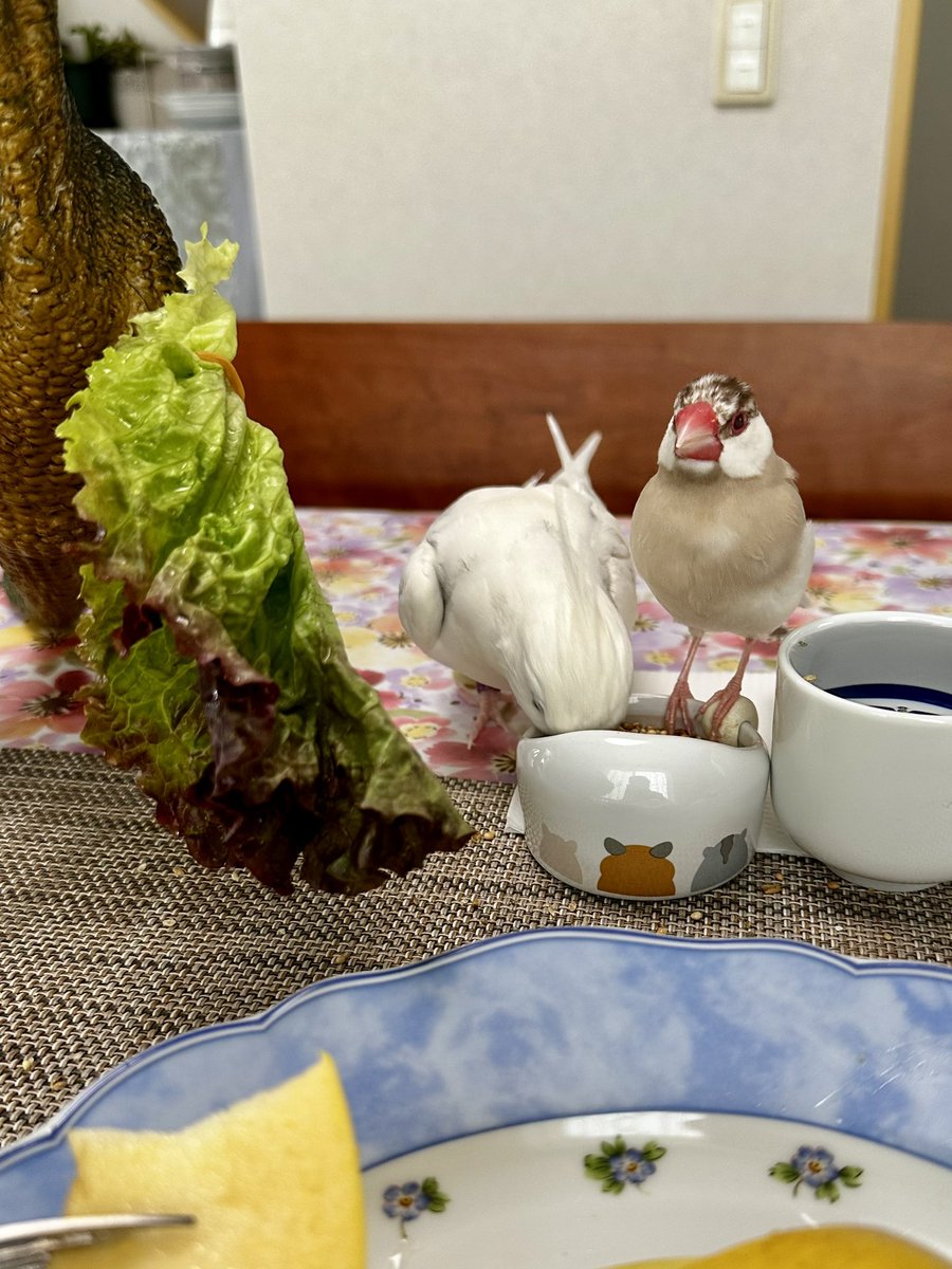 Jasmine fragrance tweet media