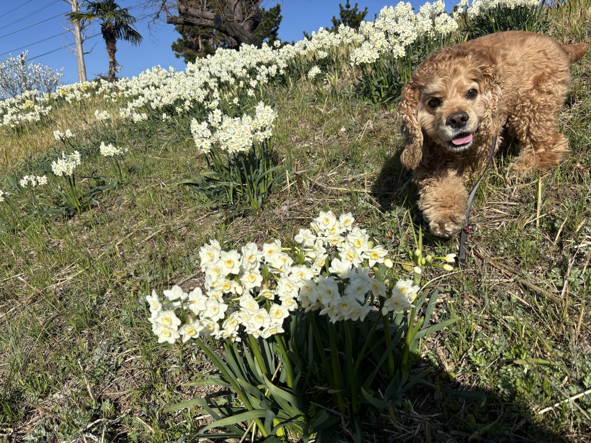 ZZy（じーじい） tweet media