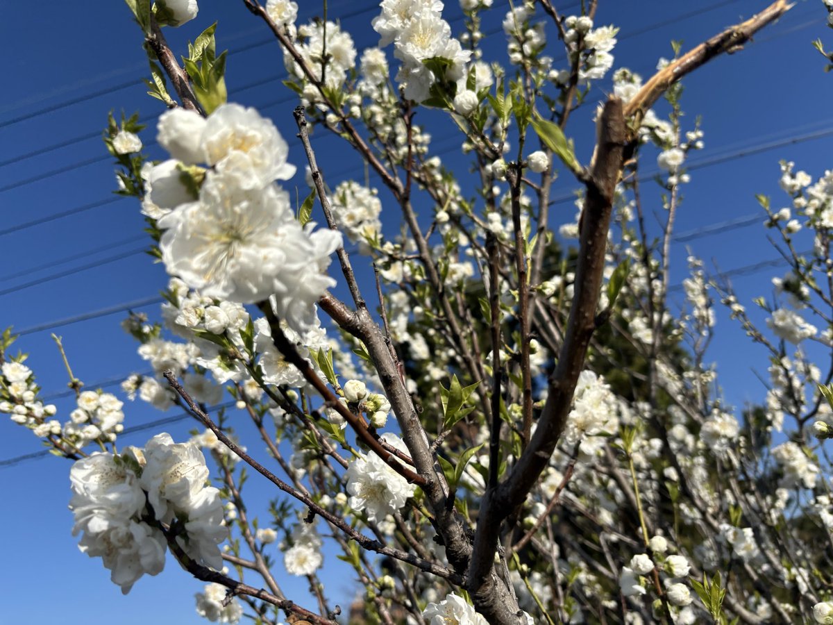 ZZy（じーじい） tweet media