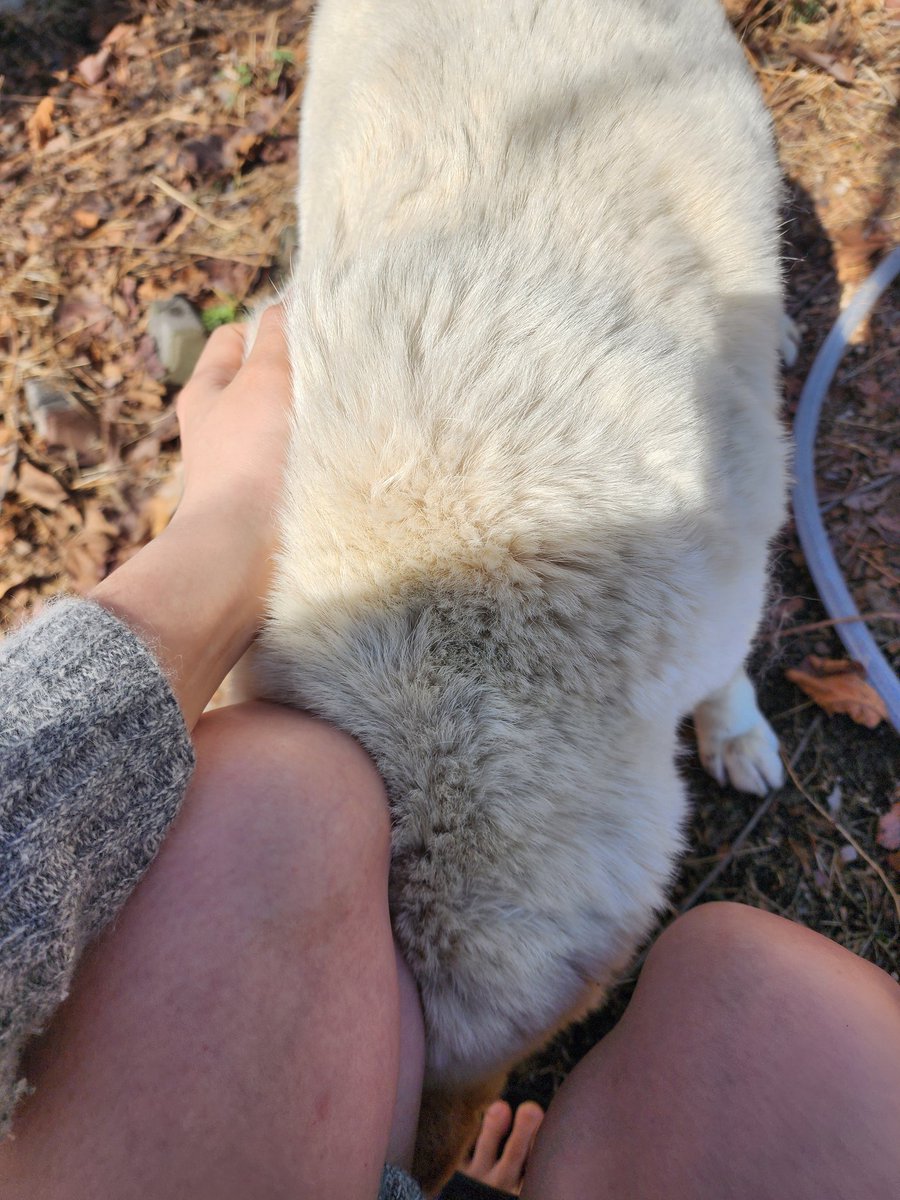 우리집 강아 귀여운점:나이먹고 애교늘어서 만져달라고 다리사이에 얼굴묻음