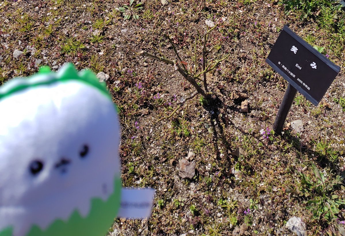 まひるの tweet media