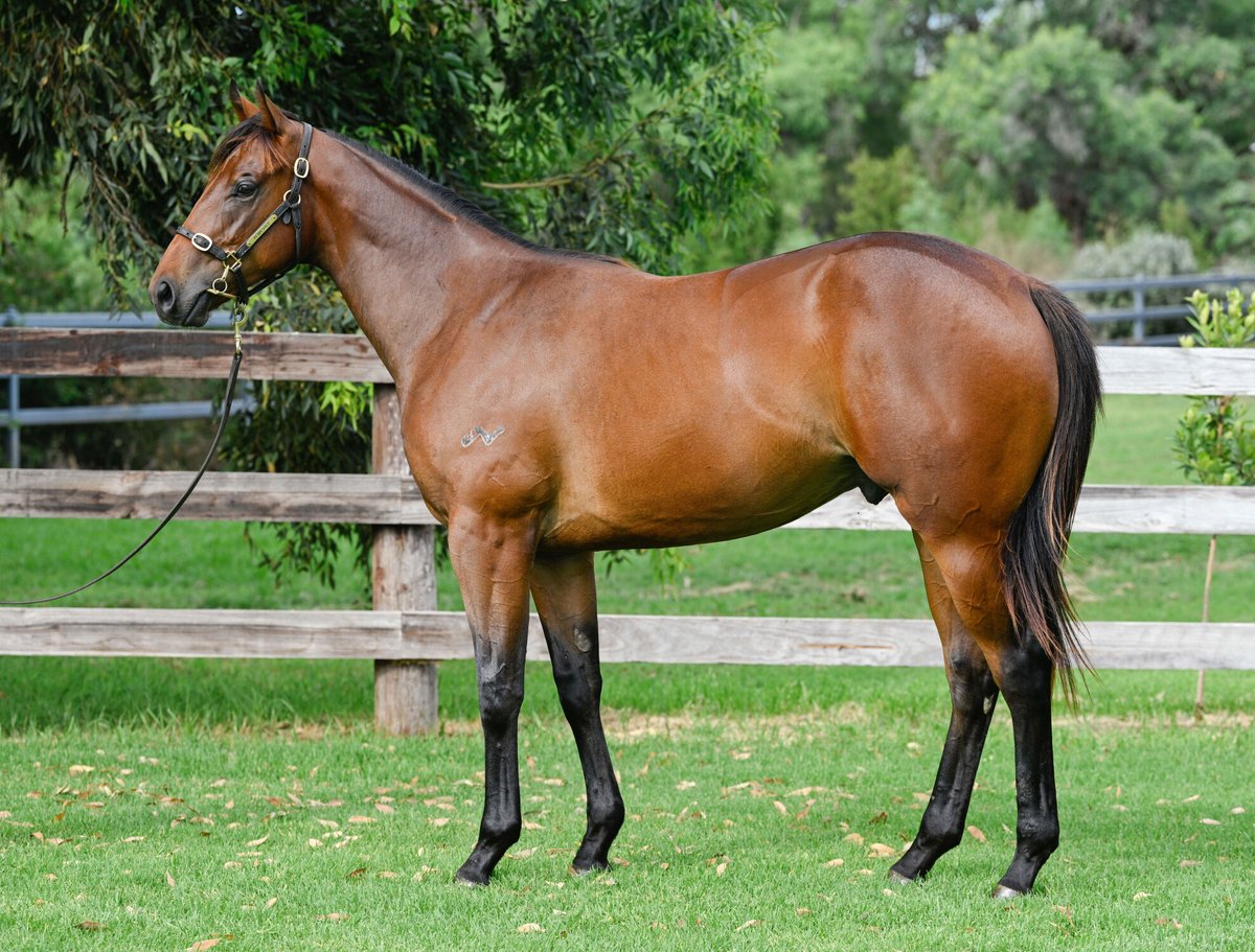 jmeharron's tweet photo. Drumfire🥁🔥 powers away for an impressive win on debut for our #JHBColtPartnership with @TFI_Racehorses 

He was purchased for $160k from the @AlmaValeTB draft at the @inglis_sales Classic Sale.

Thanks to trainers Adrian Bott and @GaiWaterhouse1 and to jockey @Costin_Winona🥇 https://t.co/7DFF3Azjqc