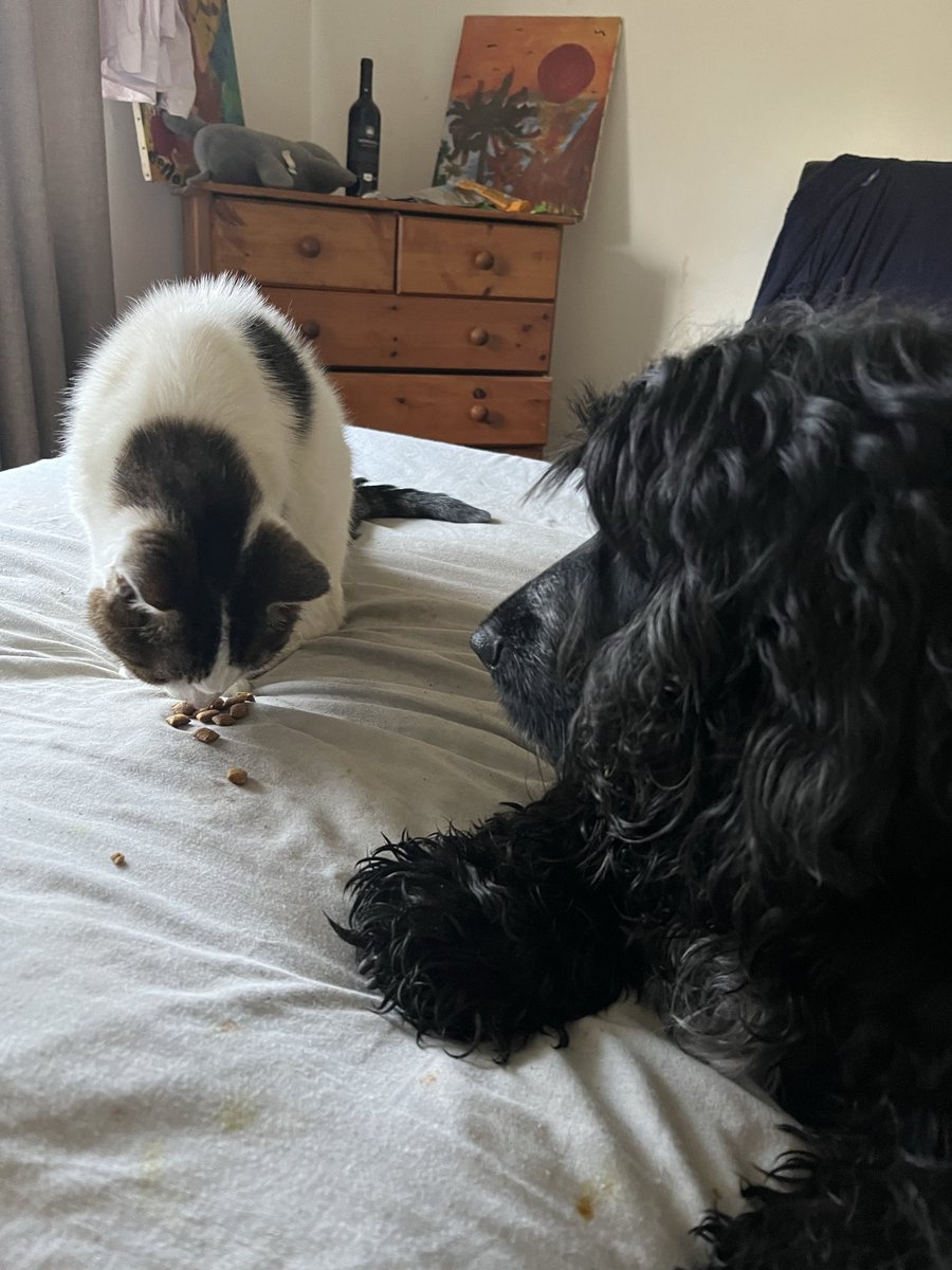 victor calver🐾 🤍💛💙 tweet media