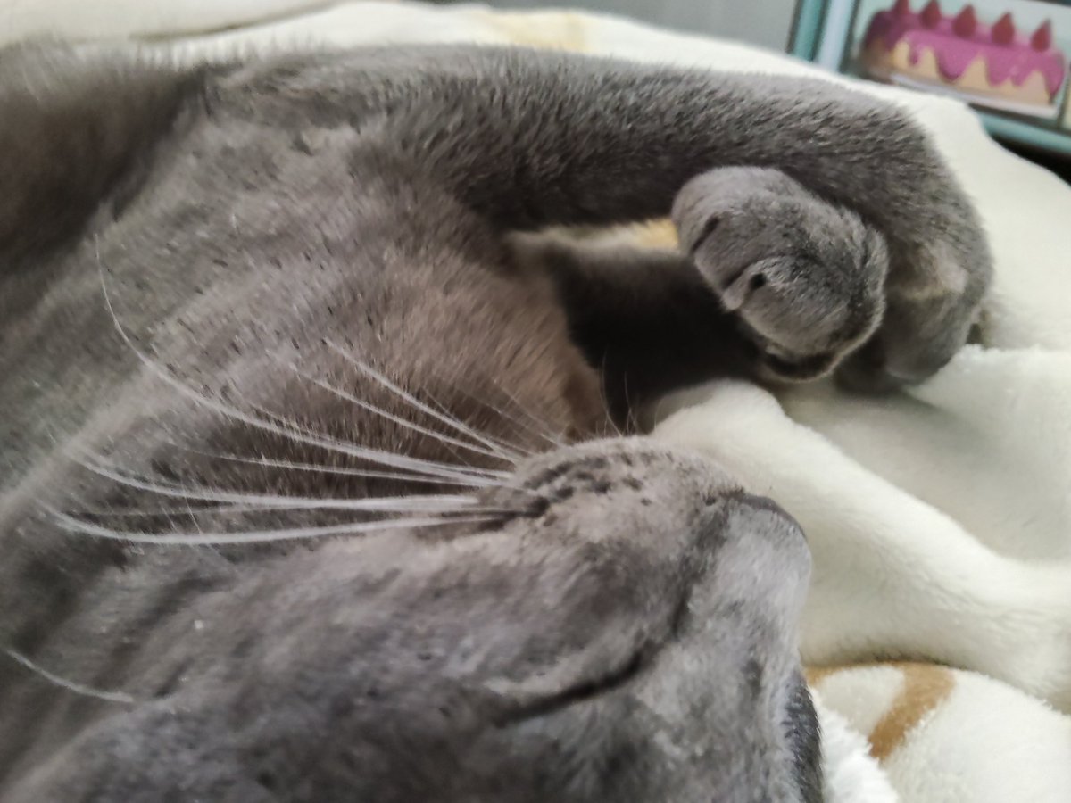 まるで何かを大事に抱えているかのようなお手手が愛おしい