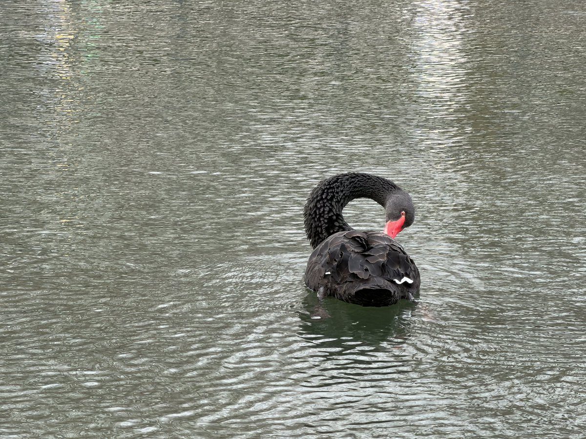 mxinsn4's tweet photo. I saw a black swan for the first time on the Liangma River in Beijing, China. https://t.co/dt5fxR3xyf