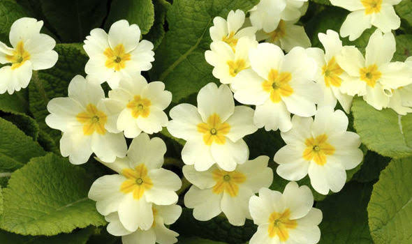 aikent's tweet photo. @wiseconnector Primrose https://t.co/Fwov1sH3qE