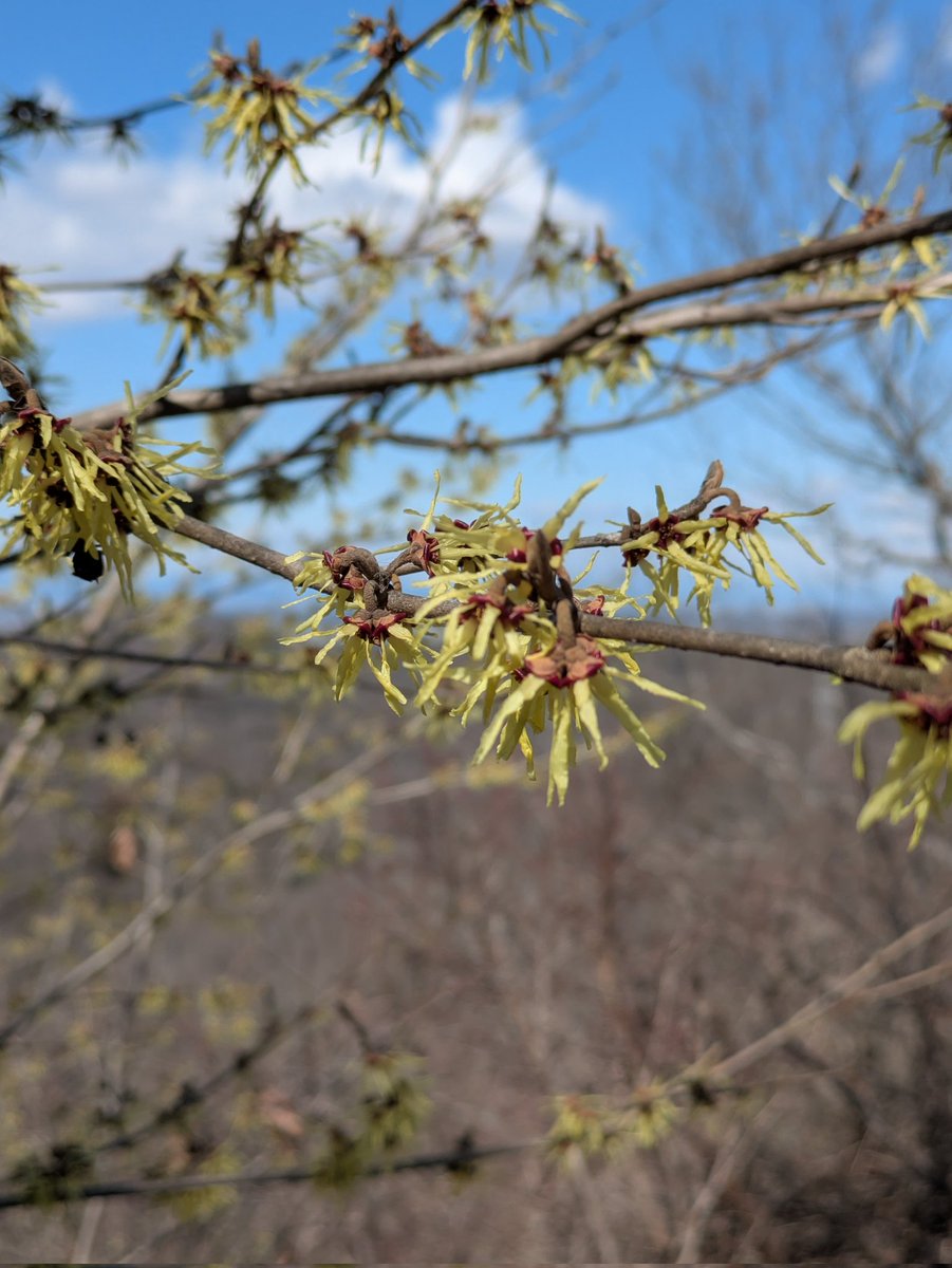 iryujon1984's tweet photo. ①大政山(283m)だいしょうざん
　茨城県桜川市

②北側から見た筑波山
③マンサクの花
④マンサクの丘への分岐 https://t.co/3iu5veoTwo