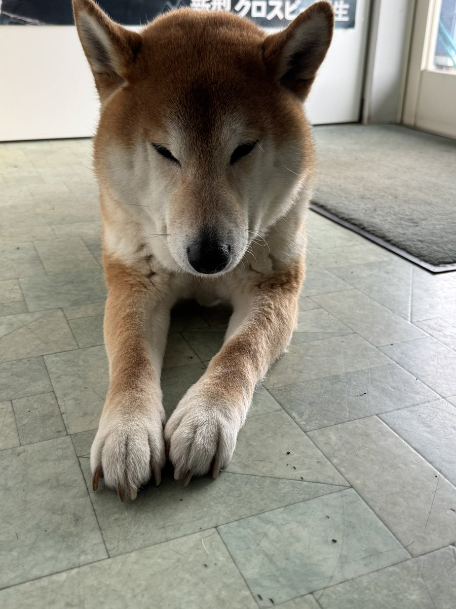 うとうとむぎちゃんなのだ