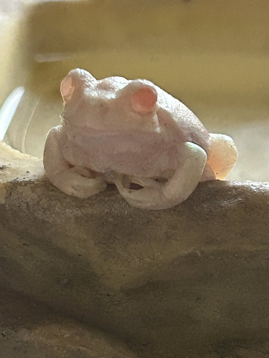 チャコ🐟🐸 tweet media