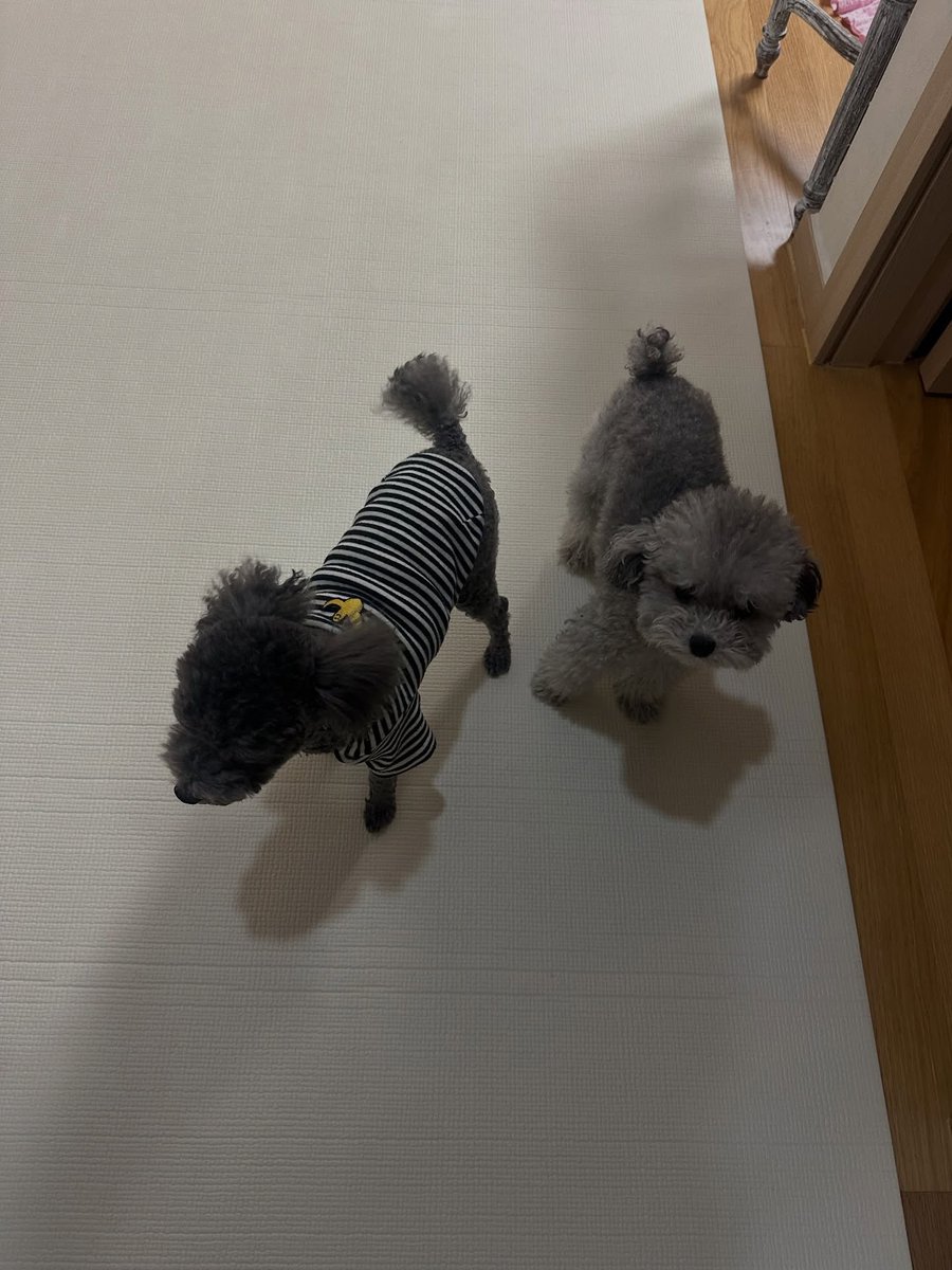 SNSD_0805's tweet photo. [INSTAGRAM] barbara_venus_:

다 모여라아아아아
.
#바바라 #비너스 #베일리
#instadogs

https://t.co/BbcPlkRUwk https://t.co/rktAaEAq1d