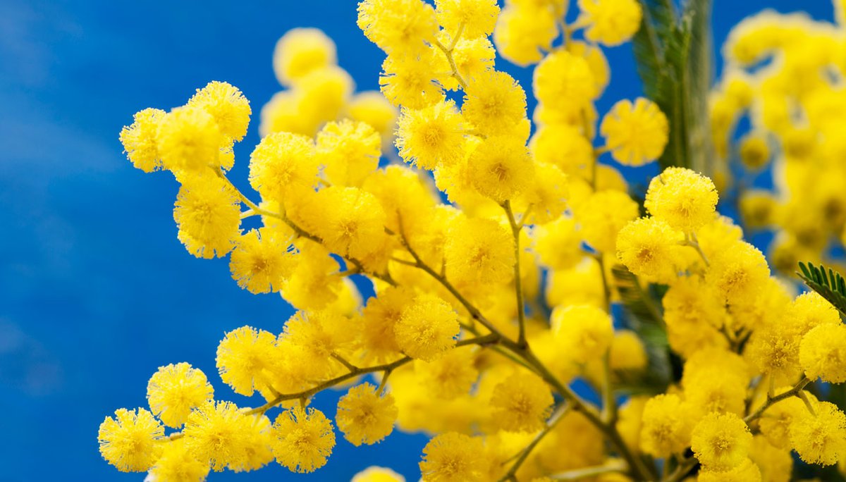 itariafan's tweet photo. 今日、3月8日には、女性たちはミモザ（女性を象徴する花）を持ちます。https://t.co/eR1tTeCtaN https://t.co/OF507tIifi
