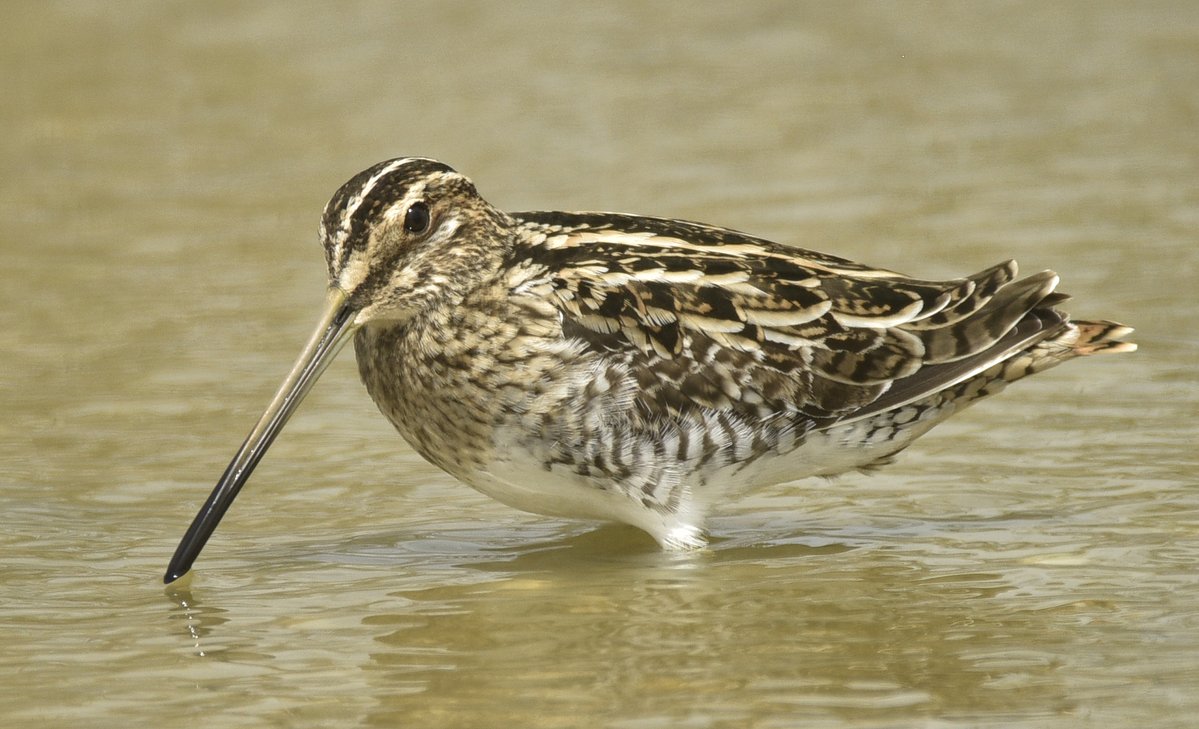 Howard King tweet media