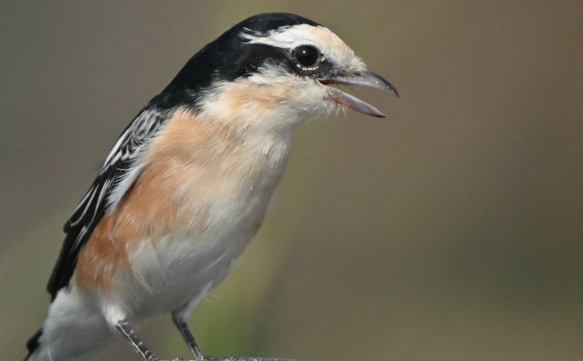 Howard King tweet media