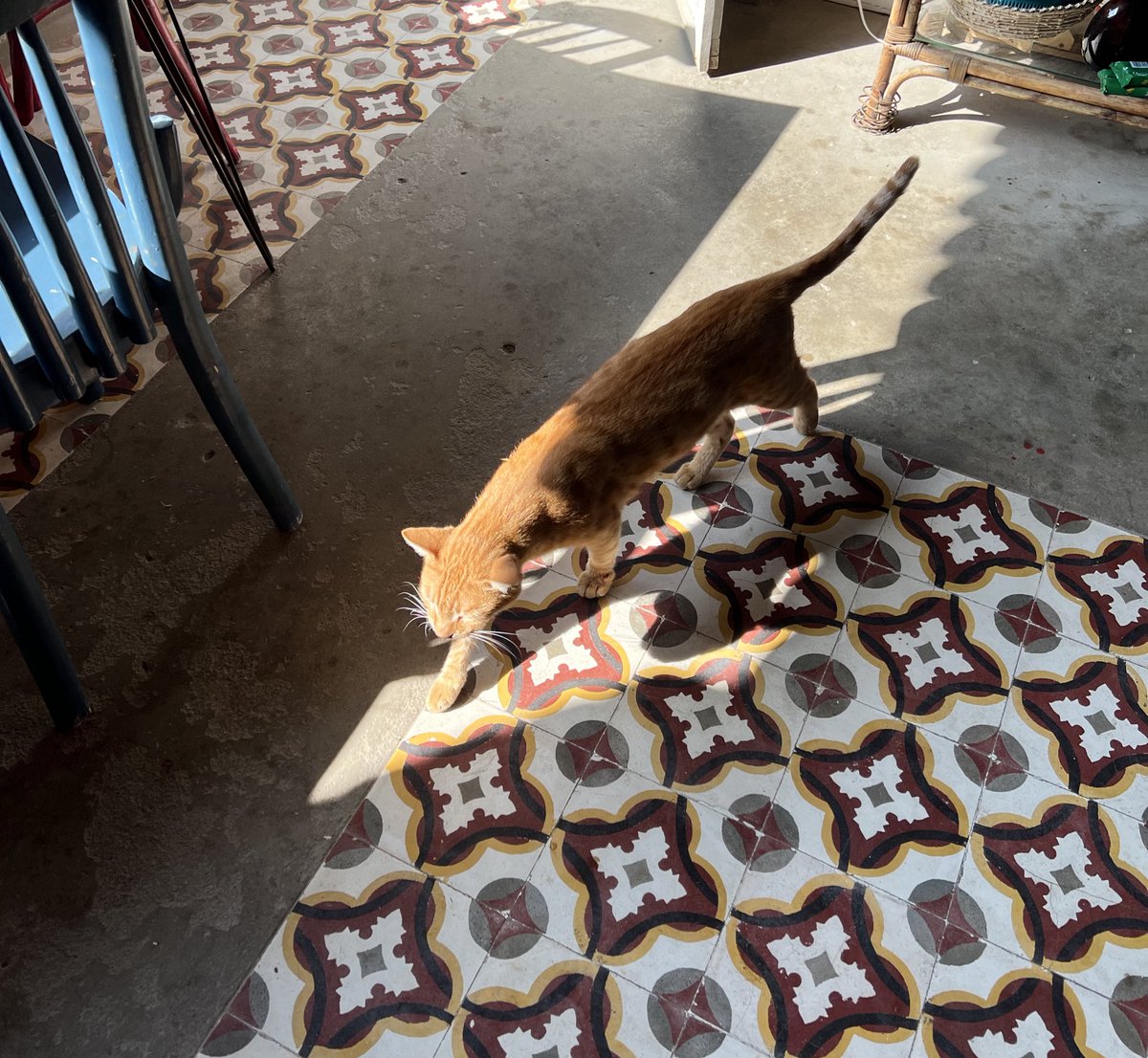 rosy tea tweet media