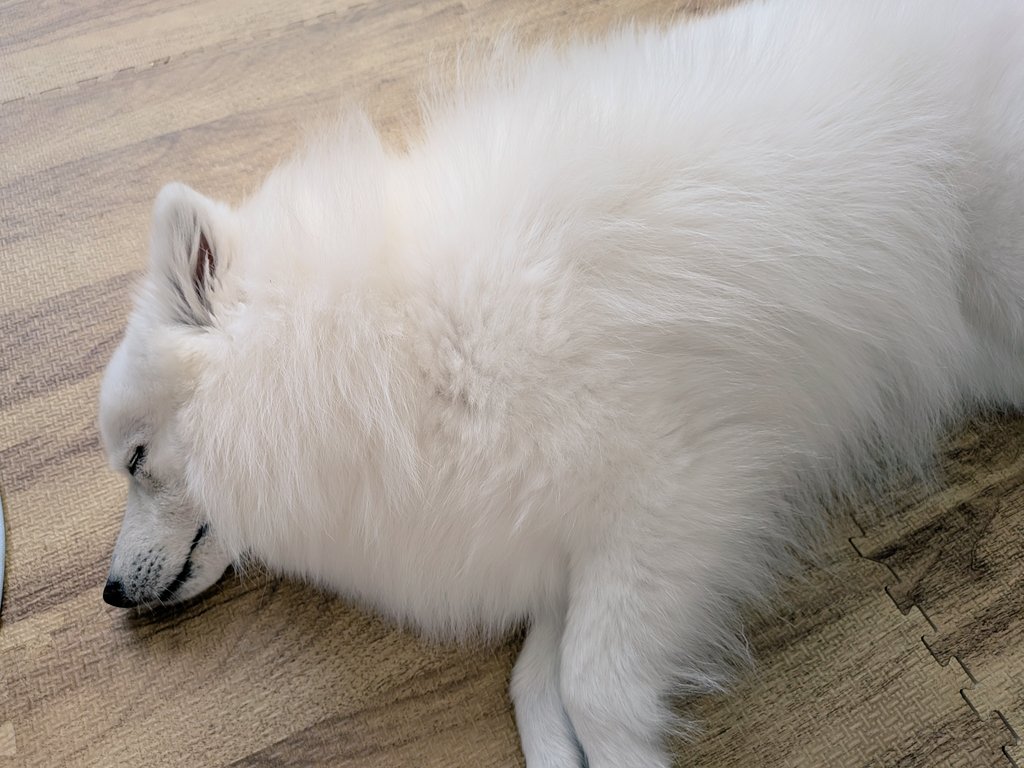 noel0702_spitz's tweet photo. 犬が落ちている

#日本スピッツ
#犬のいる暮らし https://t.co/41FYFczDeq