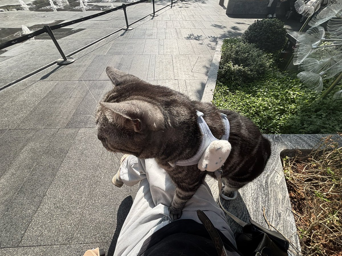 流泪猫猫头 tweet media