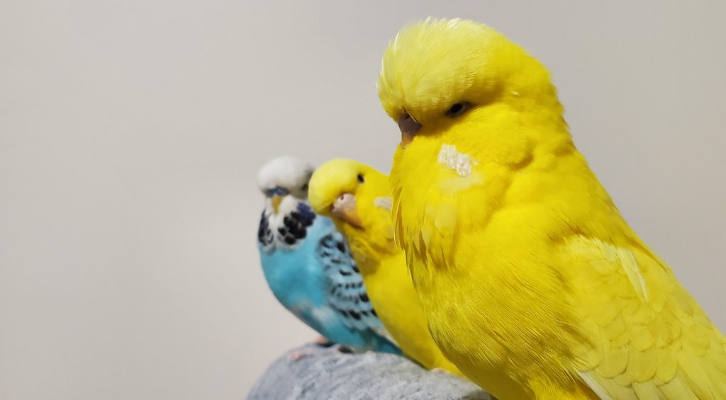 ぺーちゃん tweet media