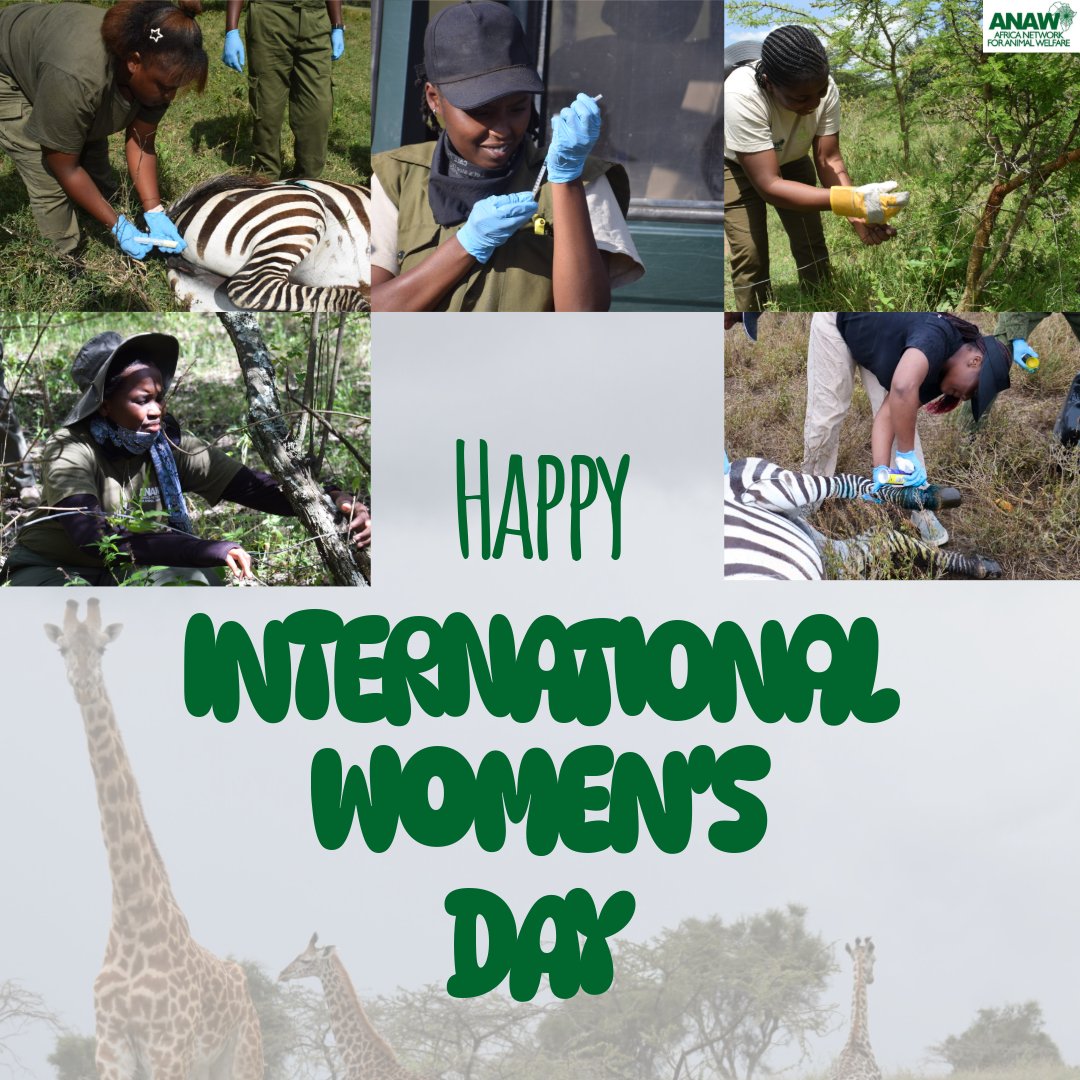 Africa Network for Animal Welfare tweet media