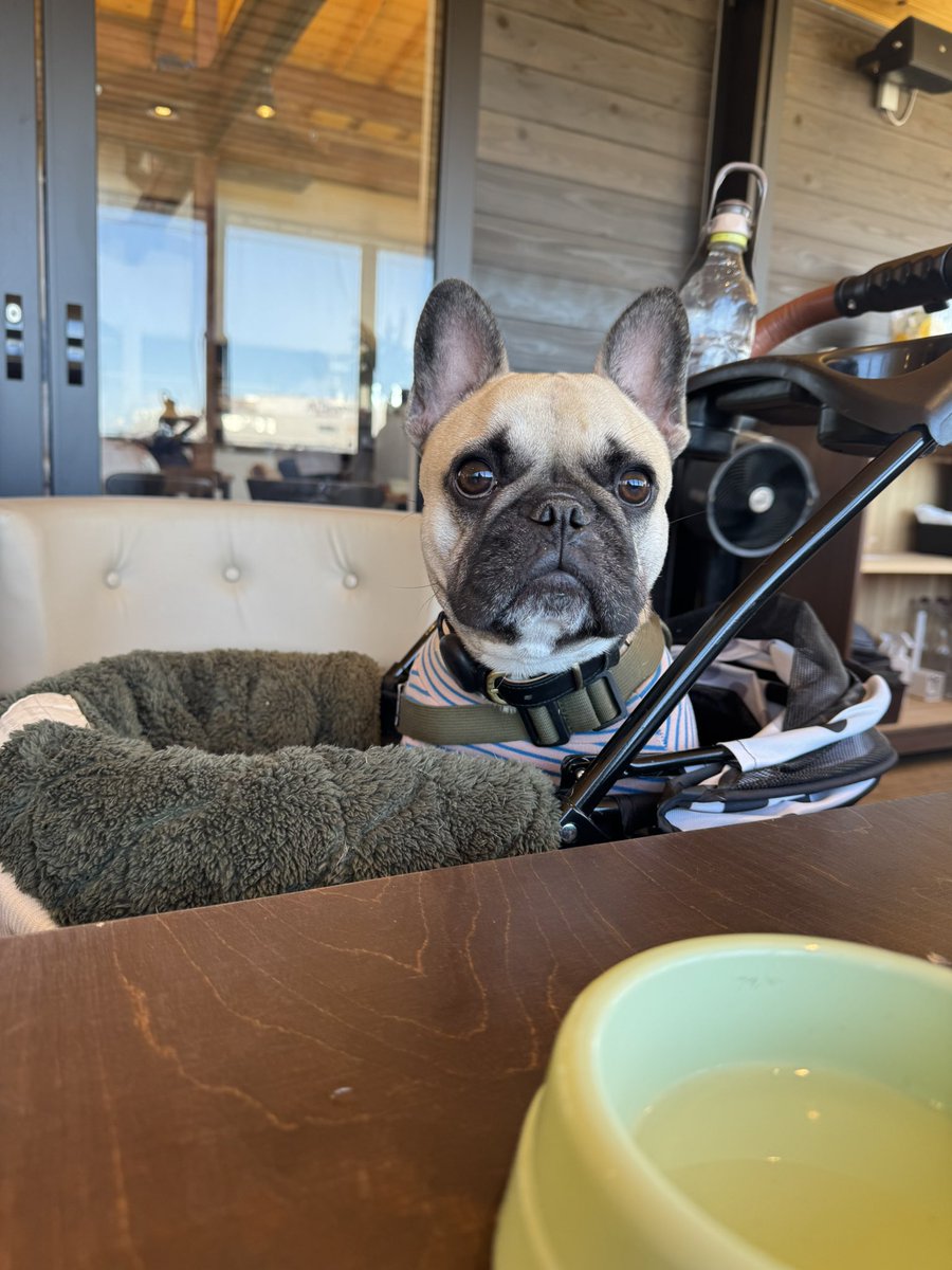 mogeraco's tweet photo. 3週間ほど、お風呂に入ってる間も仕事のこと考えるほど��ったけど、やっと落ち着いて、何も考えなくて良い週末!
ゆっくりしようと思って、公園のカフェに行ったけど、寒くて寒くて早々に切り上げました🥺
今年に入って釣りに行ってないのだが…
#多摩中央公園 #44APARTMENT https://t.co/COVbBfCWUK