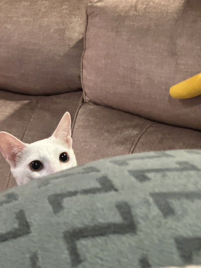 Philtomato 🍅 tweet media