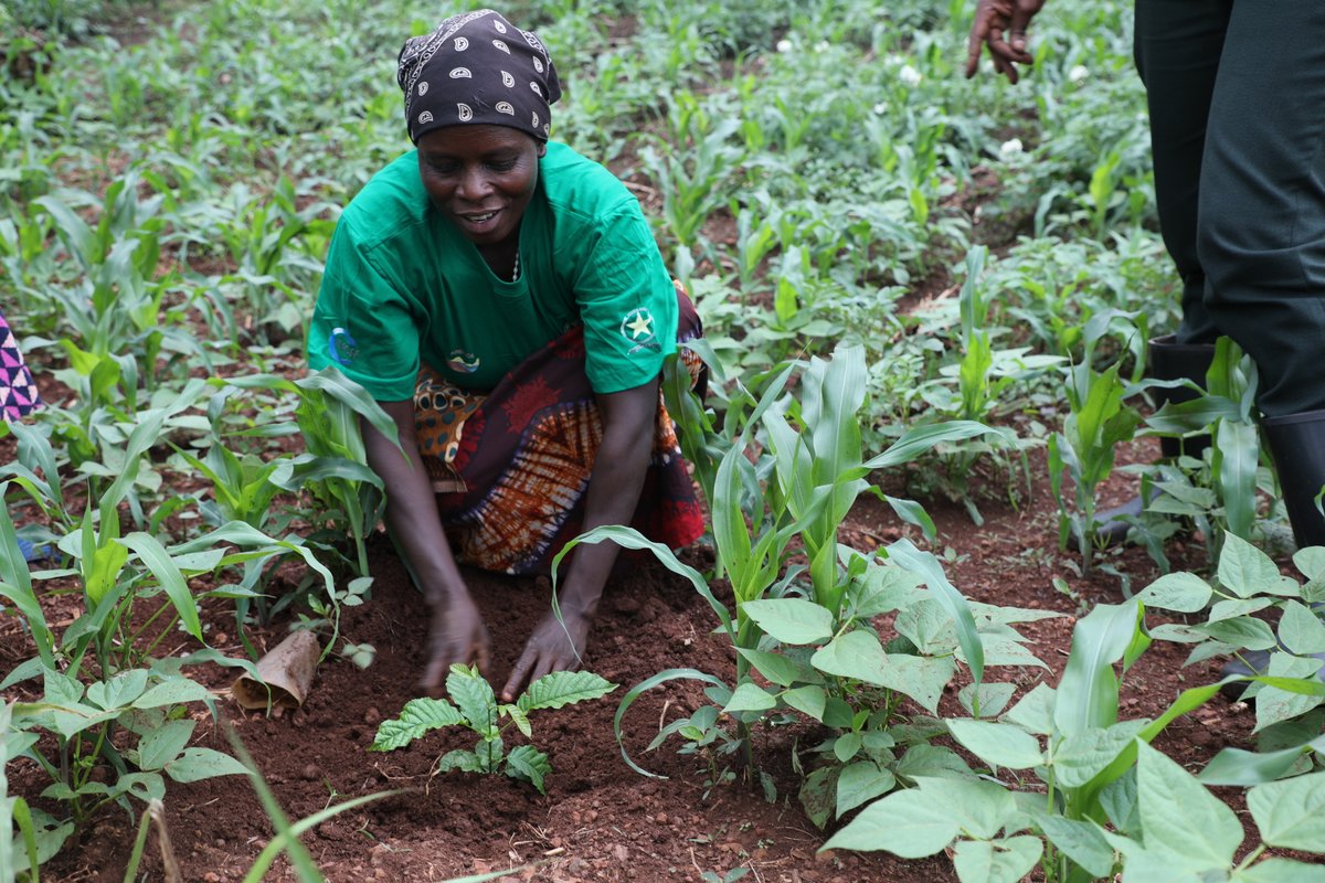 Rwanda Rural Rehabilitation Initiative, RWARRI tweet media