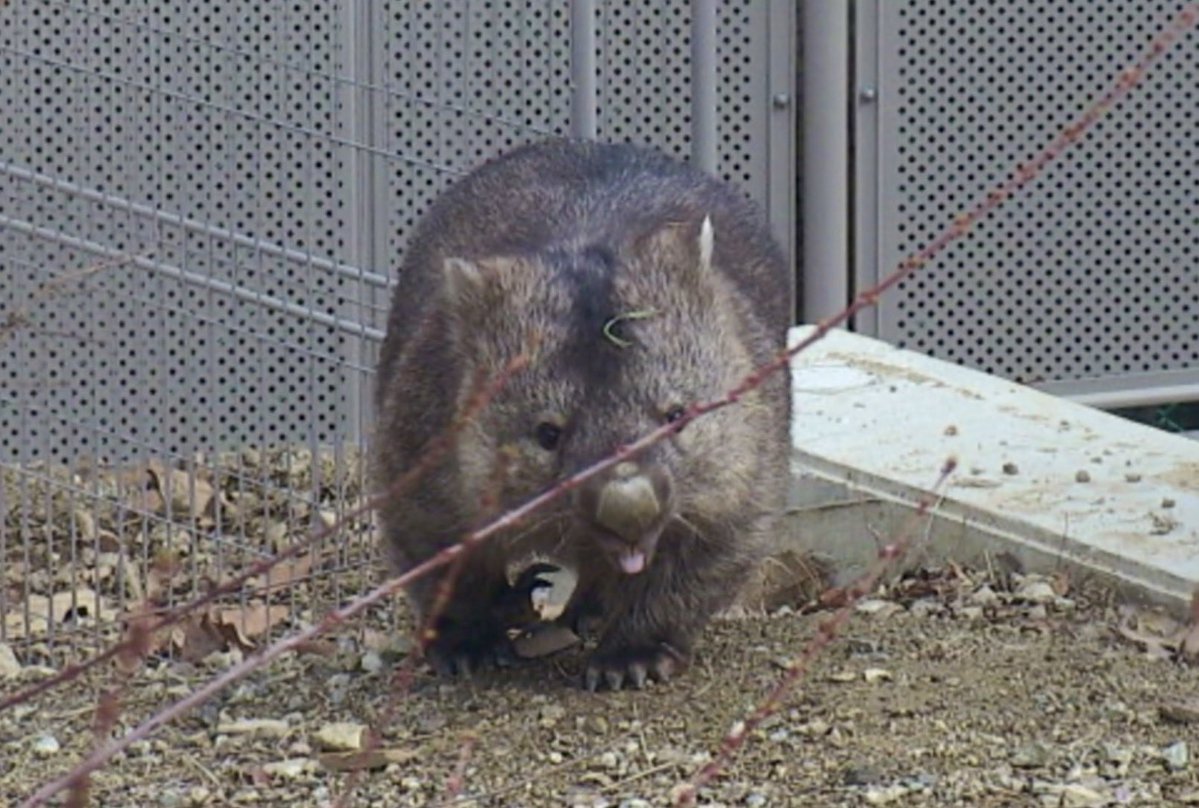 今日のフクちゃん🐻‍①
2026.3.8

【うぉ散歩う〜れし〜いな〜】
🐻‍うぉ散歩うぉ散歩フンフフンフフン🎶

 #五月山動物園 
 #satsukiyamadayzoo 
 #ウォンバット 
 #wombat 
 #wombattv 
 #フクちゃん 
 #フク