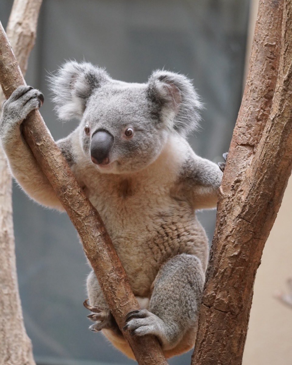 1979_sasako's tweet image. オウキ♡ʾʾ

2026.3
#コアラ #koala #王子動物園 #オウキ